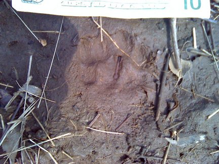 Mountain Lion Track