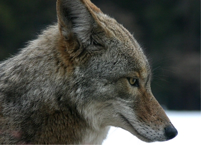 Eastern Coyote
