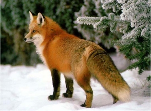 Red Fox