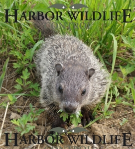 Groundhog (Woodchuck)