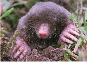 Eastern Mole (Scalopus aquaticus)
