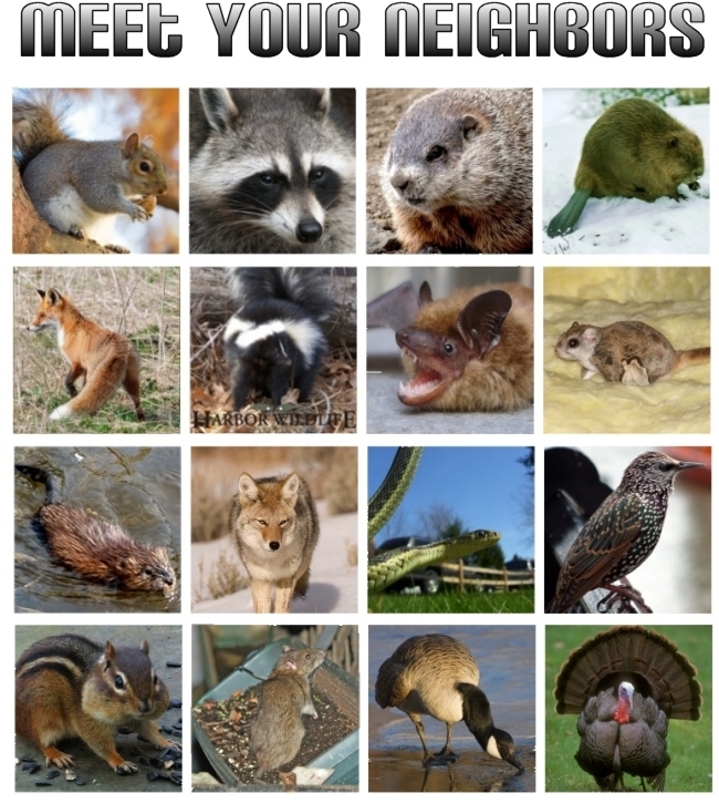 Wildlife Information